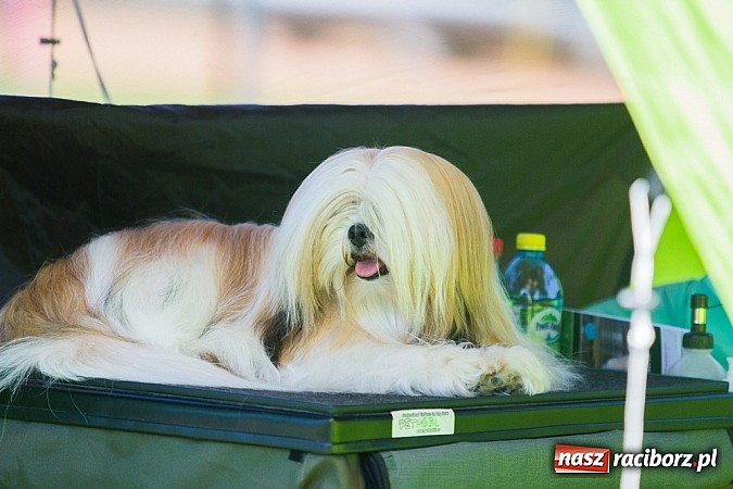 Zdjęcie w galerii na portalu naszraciborz.pl: Krajowa Wystawa Ps&oacute;w Rasowych na raciborskim stadionie wiadomości z regionu