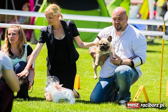 Zdjęcie w galerii na portalu naszraciborz.pl: Krajowa Wystawa Ps&oacute;w Rasowych na raciborskim stadionie wiadomości z regionu
