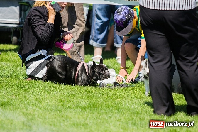 Zdjęcie w galerii na portalu naszraciborz.pl: Krajowa Wystawa Ps&oacute;w Rasowych na raciborskim stadionie wiadomości z regionu