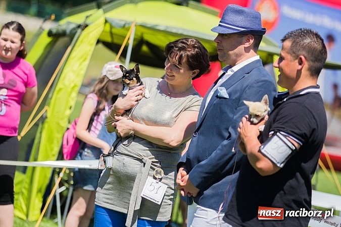 Zdjęcie w galerii na portalu naszraciborz.pl: Krajowa Wystawa Ps&oacute;w Rasowych na raciborskim stadionie wiadomości z regionu