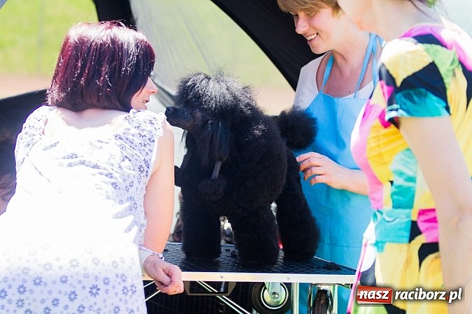 Zdjęcie w galerii na portalu naszraciborz.pl: Krajowa Wystawa Ps&oacute;w Rasowych na raciborskim stadionie wiadomości z regionu