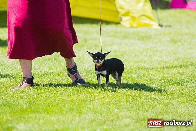 Zdjęcie w galerii na portalu naszraciborz.pl: Krajowa Wystawa Ps&oacute;w Rasowych na raciborskim stadionie wiadomości z regionu