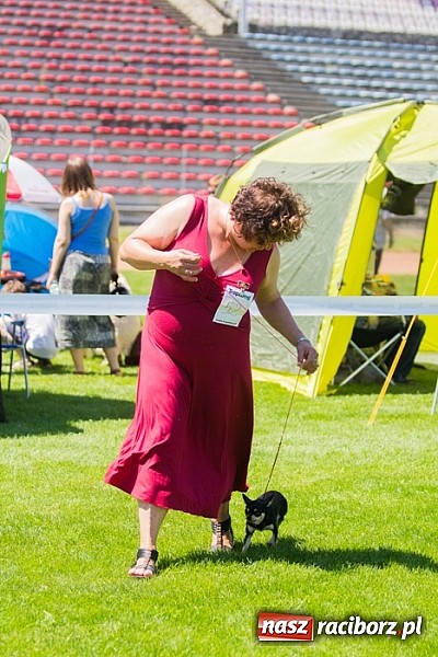 Zdjęcie w galerii na portalu naszraciborz.pl: Krajowa Wystawa Ps&oacute;w Rasowych na raciborskim stadionie wiadomości z regionu