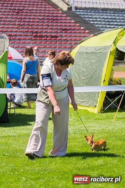 Zdjęcie w galerii na portalu naszraciborz.pl: Krajowa Wystawa Ps&oacute;w Rasowych na raciborskim stadionie wiadomości z regionu