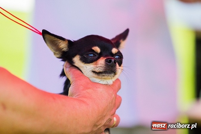 Zdjęcie w galerii na portalu naszraciborz.pl: Krajowa Wystawa Ps&oacute;w Rasowych na raciborskim stadionie wiadomości z regionu