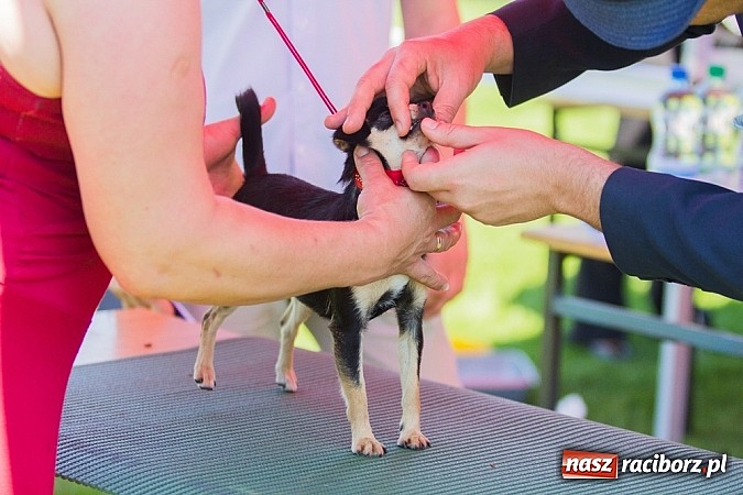 Zdjęcie w galerii na portalu naszraciborz.pl: Krajowa Wystawa Ps&oacute;w Rasowych na raciborskim stadionie wiadomości z regionu