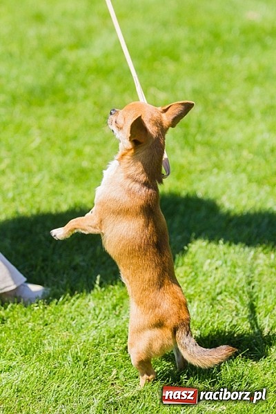 Zdjęcie w galerii na portalu naszraciborz.pl: Krajowa Wystawa Ps&oacute;w Rasowych na raciborskim stadionie wiadomości z regionu