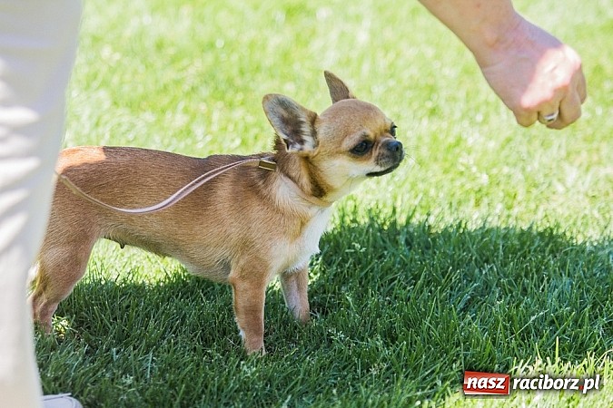 Zdjęcie w galerii na portalu naszraciborz.pl: Krajowa Wystawa Ps&oacute;w Rasowych na raciborskim stadionie wiadomości z regionu