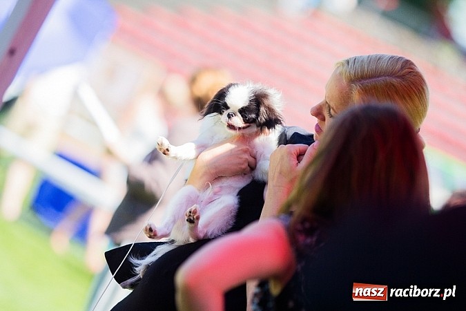 Zdjęcie w galerii na portalu naszraciborz.pl: Krajowa Wystawa Ps&oacute;w Rasowych na raciborskim stadionie wiadomości z regionu