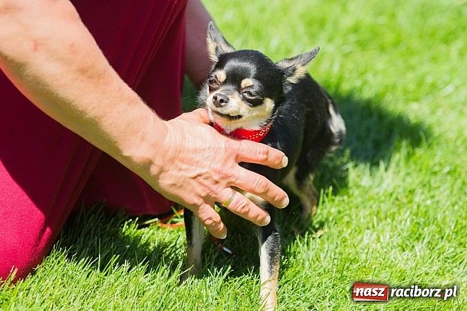 Zdjęcie w galerii na portalu naszraciborz.pl: Krajowa Wystawa Ps&oacute;w Rasowych na raciborskim stadionie wiadomości z regionu