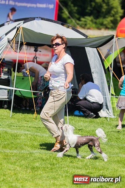 Zdjęcie w galerii na portalu naszraciborz.pl: Krajowa Wystawa Ps&oacute;w Rasowych na raciborskim stadionie wiadomości z regionu