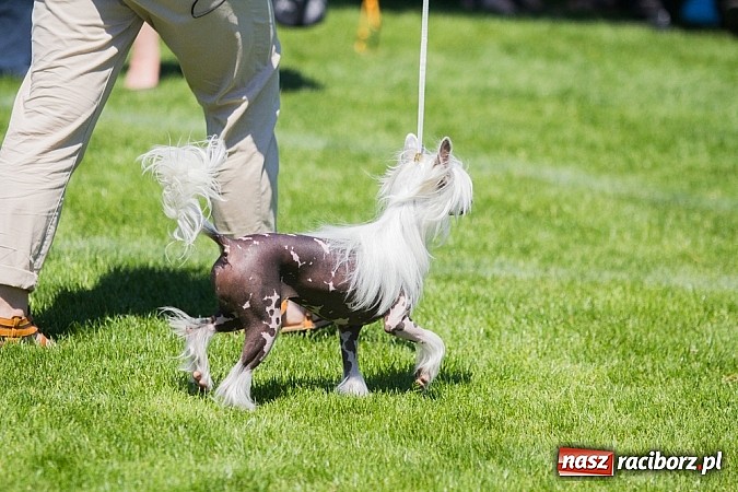 Zdjęcie w galerii na portalu naszraciborz.pl: Krajowa Wystawa Ps&oacute;w Rasowych na raciborskim stadionie wiadomości z regionu