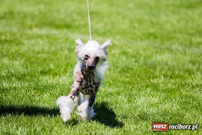 Zdjęcie w galerii na portalu naszraciborz.pl: Krajowa Wystawa Ps&oacute;w Rasowych na raciborskim stadionie wiadomości z regionu