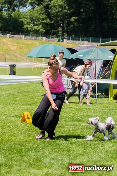 Zdjęcie w galerii na portalu naszraciborz.pl: Krajowa Wystawa Ps&oacute;w Rasowych na raciborskim stadionie wiadomości z regionu