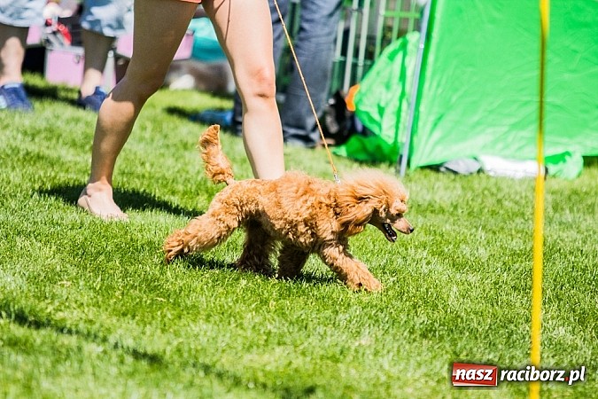Zdjęcie w galerii na portalu naszraciborz.pl: Krajowa Wystawa Ps&oacute;w Rasowych na raciborskim stadionie wiadomości z regionu