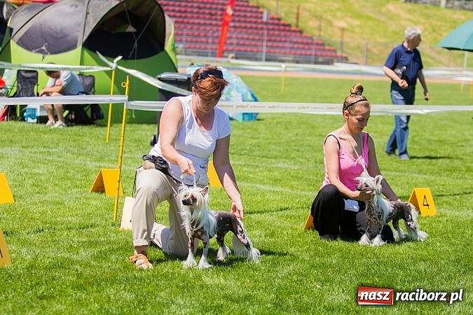 Zdjęcie w galerii na portalu naszraciborz.pl: Krajowa Wystawa Ps&oacute;w Rasowych na raciborskim stadionie wiadomości z regionu