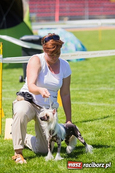 Zdjęcie w galerii na portalu naszraciborz.pl: Krajowa Wystawa Ps&oacute;w Rasowych na raciborskim stadionie wiadomości z regionu