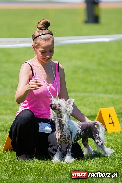 Zdjęcie w galerii na portalu naszraciborz.pl: Krajowa Wystawa Ps&oacute;w Rasowych na raciborskim stadionie wiadomości z regionu