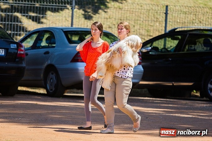 Zdjęcie w galerii na portalu naszraciborz.pl: Krajowa Wystawa Ps&oacute;w Rasowych na raciborskim stadionie wiadomości z regionu