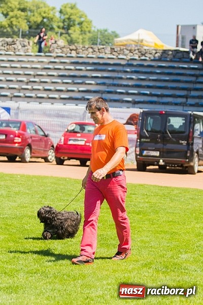 Zdjęcie w galerii na portalu naszraciborz.pl: Krajowa Wystawa Ps&oacute;w Rasowych na raciborskim stadionie wiadomości z regionu