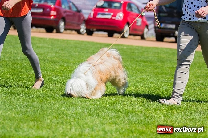 Zdjęcie w galerii na portalu naszraciborz.pl: Krajowa Wystawa Ps&oacute;w Rasowych na raciborskim stadionie wiadomości z regionu
