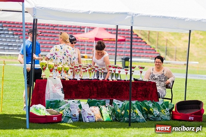 Zdjęcie w galerii na portalu naszraciborz.pl: Krajowa Wystawa Ps&oacute;w Rasowych na raciborskim stadionie wiadomości z regionu