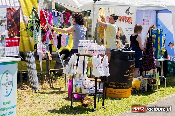 Zdjęcie w galerii na portalu naszraciborz.pl: Krajowa Wystawa Ps&oacute;w Rasowych na raciborskim stadionie wiadomości z regionu