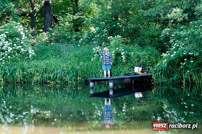 Zdjęcie w galerii na portalu naszraciborz.pl: Złowili płotki, uwolnili suma. Zawody o Złotą Łuskę ZSZ i Puchar Dyrektora OSiR wiadomości z regionu