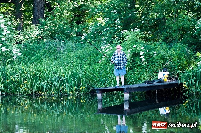 Zdjęcie w galerii na portalu naszraciborz.pl: Złowili płotki, uwolnili suma. Zawody o Złotą Łuskę ZSZ i Puchar Dyrektora OSiR wiadomości z regionu