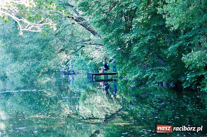 Zdjęcie w galerii na portalu naszraciborz.pl: Złowili płotki, uwolnili suma. Zawody o Złotą Łuskę ZSZ i Puchar Dyrektora OSiR wiadomości z regionu