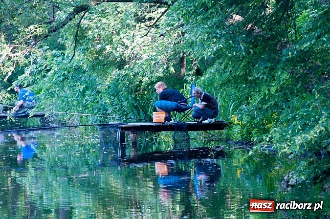 Zdjęcie w galerii na portalu naszraciborz.pl: Złowili płotki, uwolnili suma. Zawody o Złotą Łuskę ZSZ i Puchar Dyrektora OSiR wiadomości z regionu
