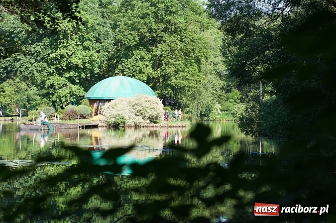 Zdjęcie w galerii na portalu naszraciborz.pl: Złowili płotki, uwolnili suma. Zawody o Złotą Łuskę ZSZ i Puchar Dyrektora OSiR wiadomości z regionu