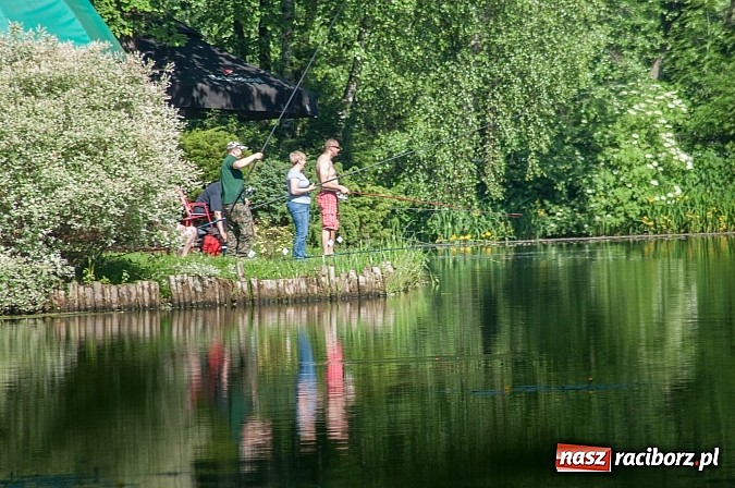 Zdjęcie w galerii na portalu naszraciborz.pl: Złowili płotki, uwolnili suma. Zawody o Złotą Łuskę ZSZ i Puchar Dyrektora OSiR wiadomości z regionu