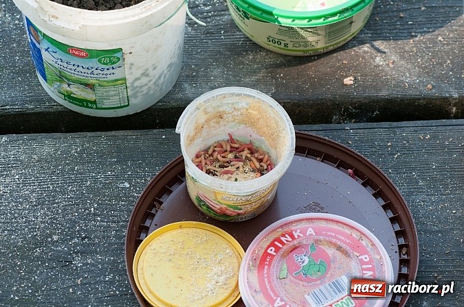 Zdjęcie w galerii na portalu naszraciborz.pl: Złowili płotki, uwolnili suma. Zawody o Złotą Łuskę ZSZ i Puchar Dyrektora OSiR wiadomości z regionu