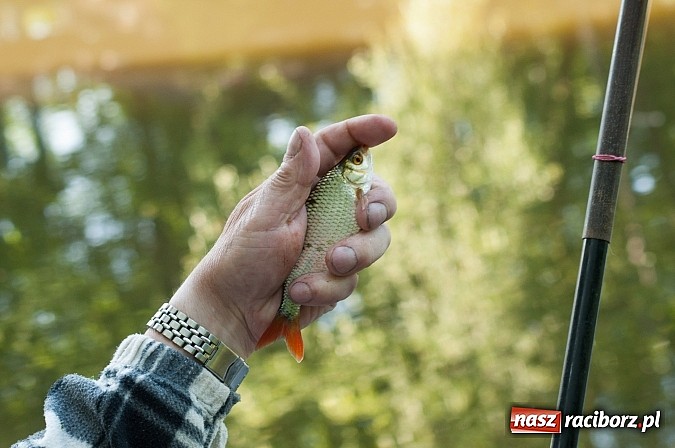 Zdjęcie w galerii na portalu naszraciborz.pl: Złowili płotki, uwolnili suma. Zawody o Złotą Łuskę ZSZ i Puchar Dyrektora OSiR wiadomości z regionu