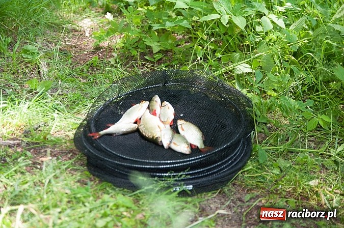 Zdjęcie w galerii na portalu naszraciborz.pl: Złowili płotki, uwolnili suma. Zawody o Złotą Łuskę ZSZ i Puchar Dyrektora OSiR wiadomości z regionu