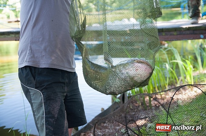 Zdjęcie w galerii na portalu naszraciborz.pl: Złowili płotki, uwolnili suma. Zawody o Złotą Łuskę ZSZ i Puchar Dyrektora OSiR wiadomości z regionu