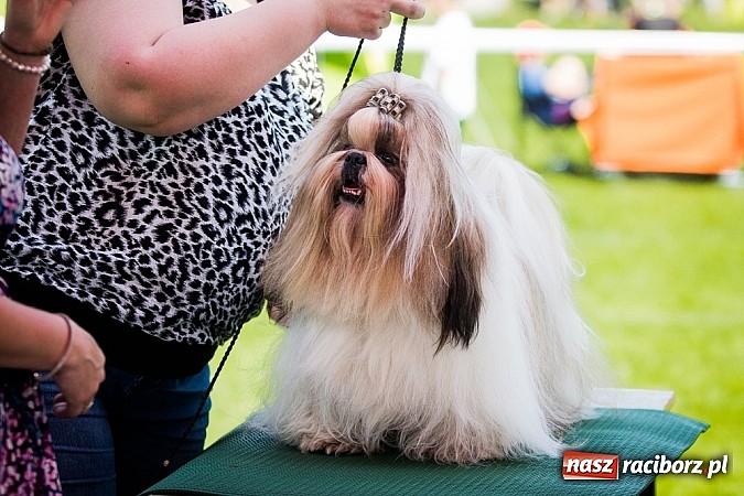 Zdjęcie w galerii na portalu naszraciborz.pl: Drugi dzień Krajowej Wystawy Psów Rasowych wiadomości z regionu