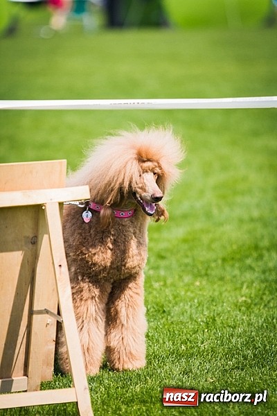 Zdjęcie w galerii na portalu naszraciborz.pl: Drugi dzień Krajowej Wystawy Psów Rasowych wiadomości z regionu