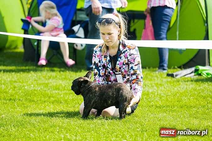 Zdjęcie w galerii na portalu naszraciborz.pl: Drugi dzień Krajowej Wystawy Psów Rasowych wiadomości z regionu