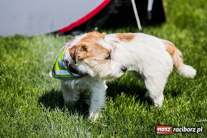 Zdjęcie w galerii na portalu naszraciborz.pl: Drugi dzień Krajowej Wystawy Psów Rasowych wiadomości z regionu
