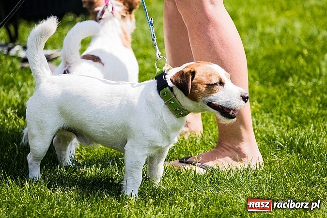 Zdjęcie w galerii na portalu naszraciborz.pl: Drugi dzień Krajowej Wystawy Psów Rasowych wiadomości z regionu