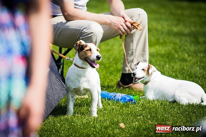 Zdjęcie w galerii na portalu naszraciborz.pl: Drugi dzień Krajowej Wystawy Psów Rasowych wiadomości z regionu