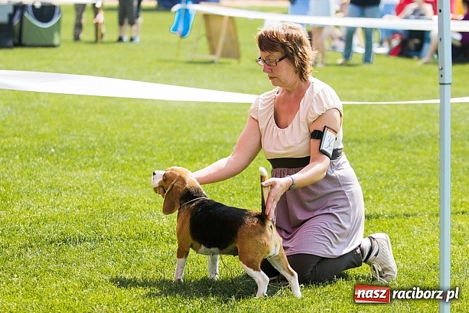 Zdjęcie w galerii na portalu naszraciborz.pl: Drugi dzień Krajowej Wystawy Psów Rasowych wiadomości z regionu