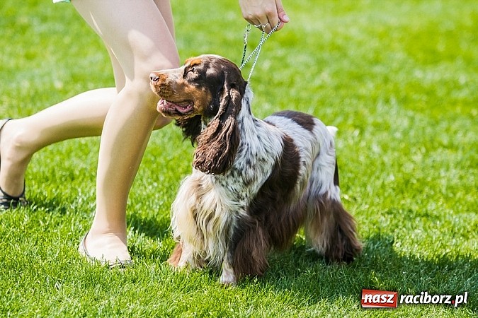 Zdjęcie w galerii na portalu naszraciborz.pl: Drugi dzień Krajowej Wystawy Psów Rasowych wiadomości z regionu