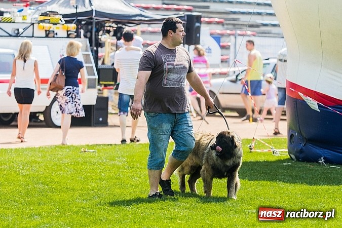 Zdjęcie w galerii na portalu naszraciborz.pl: Drugi dzień Krajowej Wystawy Psów Rasowych wiadomości z regionu