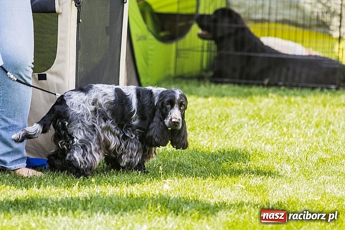 Zdjęcie w galerii na portalu naszraciborz.pl: Drugi dzień Krajowej Wystawy Psów Rasowych wiadomości z regionu