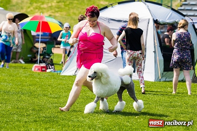 Zdjęcie w galerii na portalu naszraciborz.pl: Drugi dzień Krajowej Wystawy Psów Rasowych wiadomości z regionu