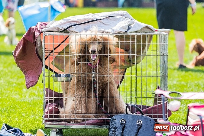 Zdjęcie w galerii na portalu naszraciborz.pl: Drugi dzień Krajowej Wystawy Psów Rasowych wiadomości z regionu