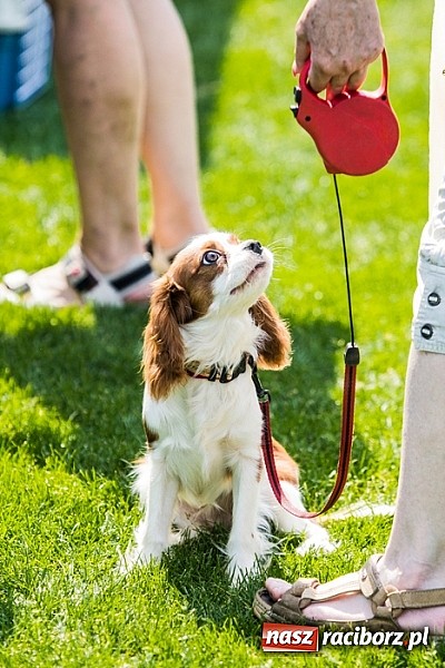 Zdjęcie w galerii na portalu naszraciborz.pl: Drugi dzień Krajowej Wystawy Psów Rasowych wiadomości z regionu